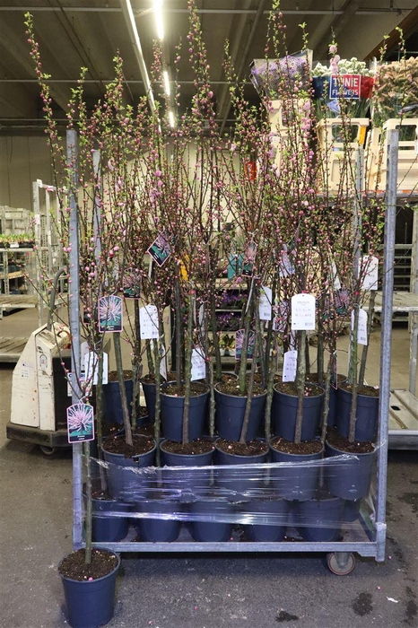 <h4>Prunus Triloba Vertakt Op Stam</h4>