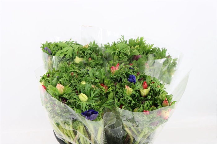 Anem Co Jerusal Mixed