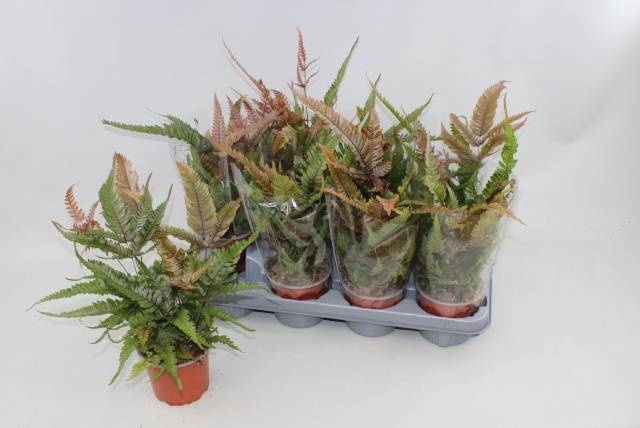 <h4>PTERIS QUAD TRICOLOR</h4>