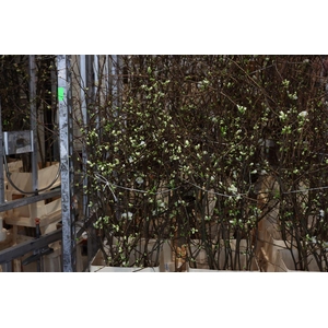 Chaenomeles Superba White 120 140cm