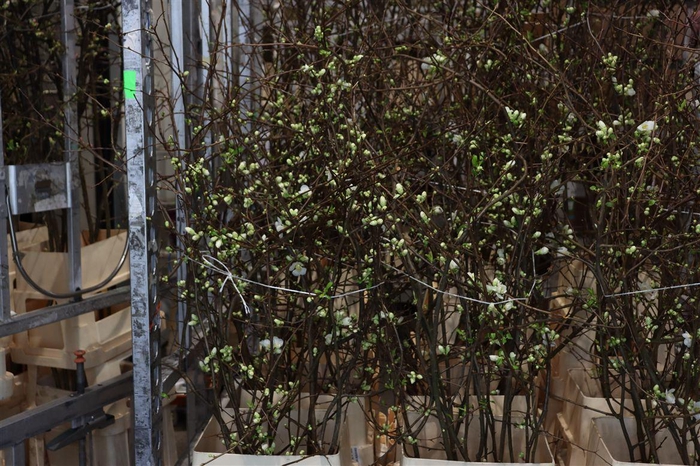 Chaenomeles Superba White 120 140cm