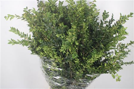 <h4>Buxus Per Bunch</h4>