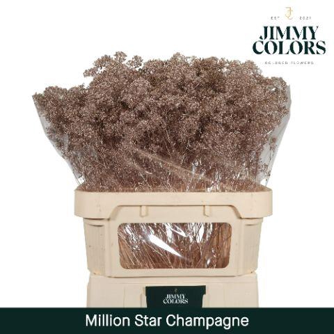 <h4>Gyps Million Star L80 Metallic champagne</h4>