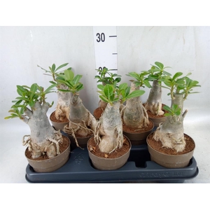 Adenium obesum