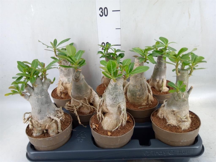 <h4>Adenium obesum</h4>