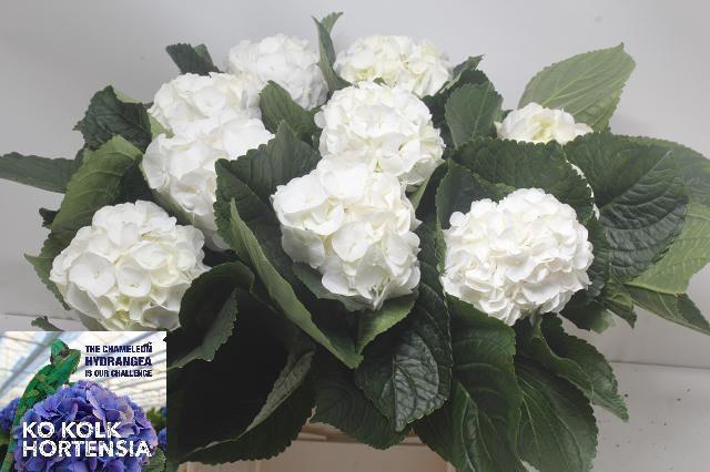 <h4>HYDR M CH ALLURE</h4>