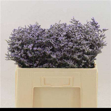 <h4>LIM SAF LILAC</h4>