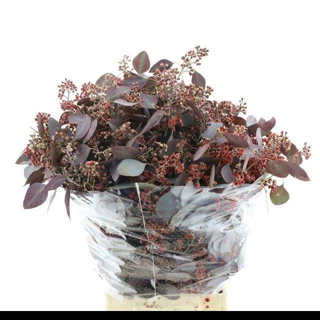 <h4>EUC PO FRU KLB BS H%</h4>