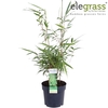 Fargesia rufa P14 - Elegrass