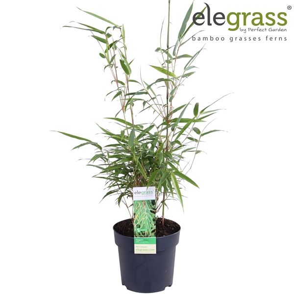 Fargesia rufa P14 - Elegrass