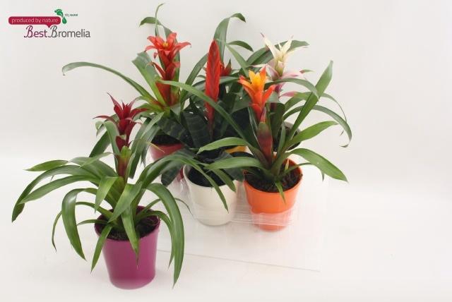 <h4>BROMELIA GEM</h4>