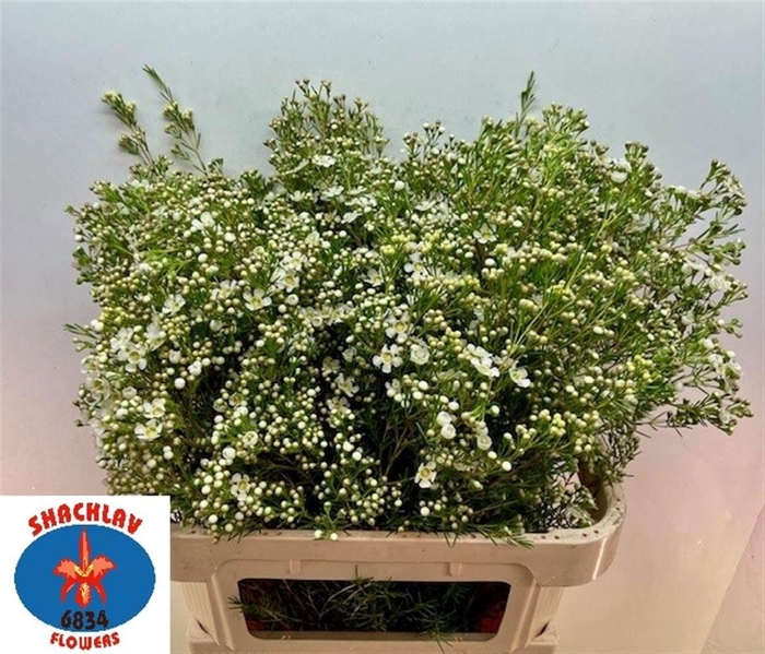 <h4>Chame Un Jupite Moon</h4>