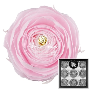 Ranunculus Pin89