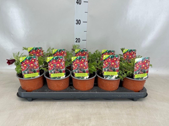 <h4>Pulsatilla vulgaris</h4>