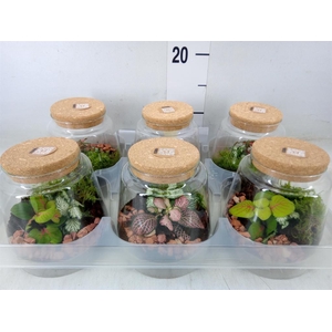 Arr.   Kamerplant Groen H%