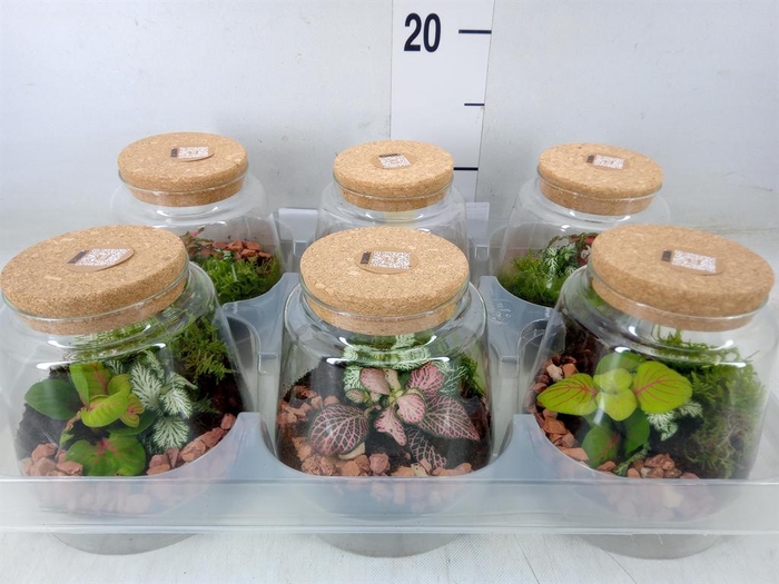 <h4>Arr.   Kamerplant Groen H%</h4>