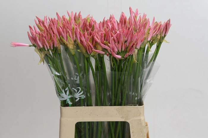 <h4>Nerine Vesta K</h4>