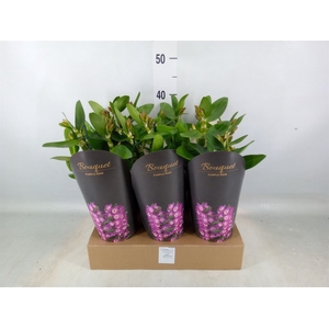 Dendrobium nob. 'Bouquet Prpl Rain'