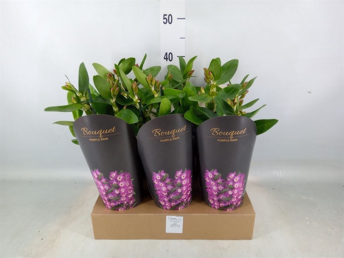 <h4>Dendrobium nob. 'Bouquet Prpl Rain'</h4>
