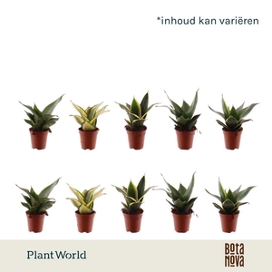 Tiny Sanny mix (Sansevieria)