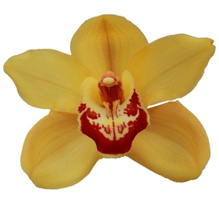 <h4>CYMB T RIJSENHOUT</h4>