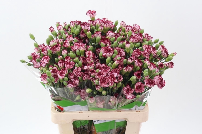 <h4>Dianthus TR 'Mini Bacarat'</h4>