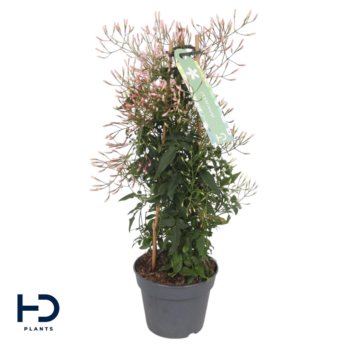 <h4>Jasminum zuil 300 knop p12 (Jasmijn)</h4>