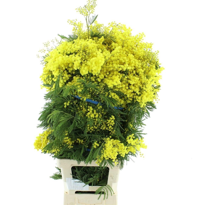 <h4>ACACIA GR RETINODES</h4>