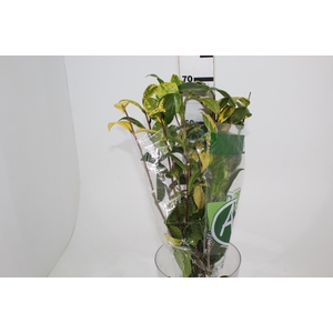 FOLHAGEM CAMELIA VARIEGATA