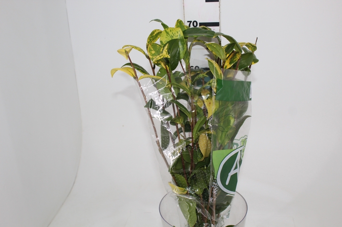 <h4>FOLHAGEM CAMELIA VARIEGATA</h4>
