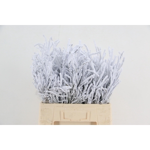 Vaccinium (bosbes) Snow per bunch