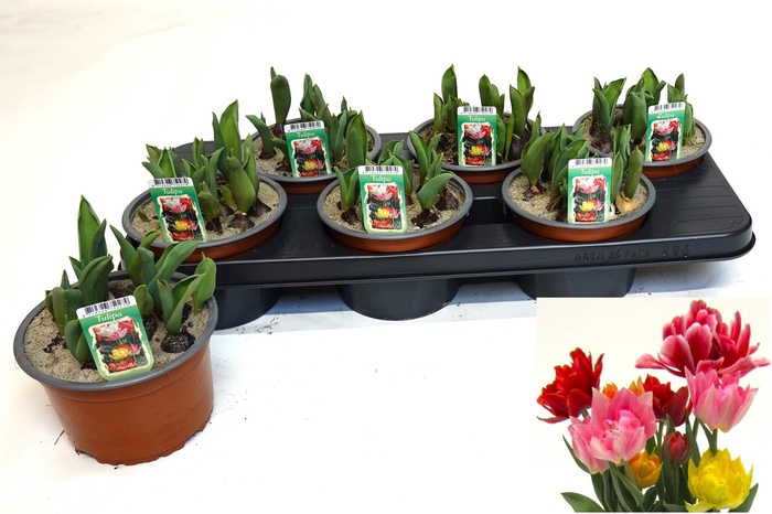 <h4>TUL GEM IN POT</h4>