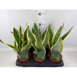 Sansevieria trifa. 'Futura Superba'