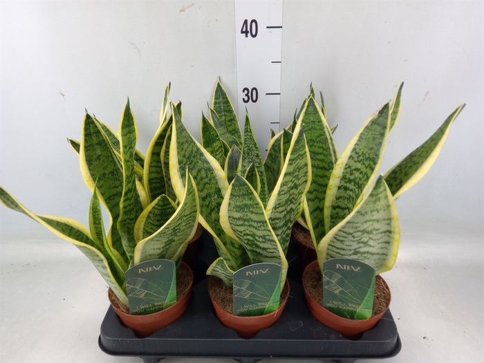 <h4>Sansevieria trifa. 'Futura Superba'</h4>