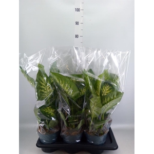 Dieffenbachia seg. 'Reeva'