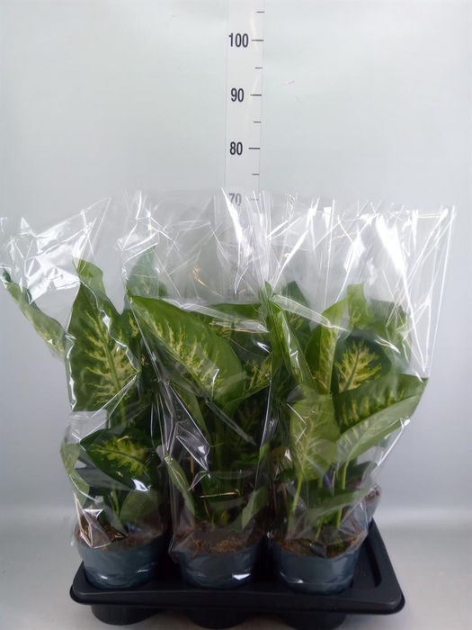 <h4>Dieffenbachia seg. 'Reeva'</h4>