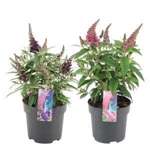 Buddleja Candy gemengd 2 kleuren p17 (PT)