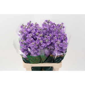 Matth Milla Lavender