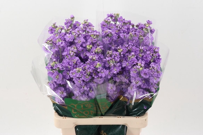 <h4>Matth Milla Lavender</h4>
