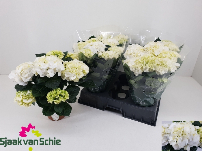 <h4>HYDR M HI ICE</h4>