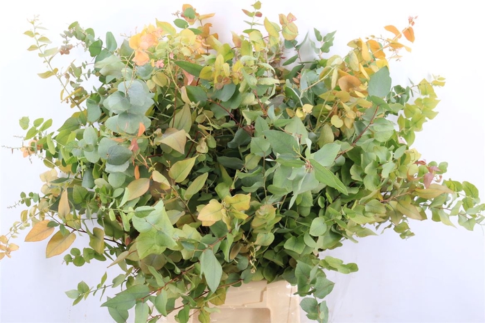 <h4>Euca Stuartiana Autumn P Bunch</h4>