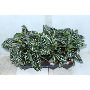 APHELANDRA P15 SEM FLOR