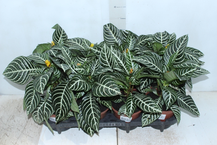 <h4>APHELANDRA P15 SEM FLOR</h4>