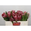 Protea Pink Ice