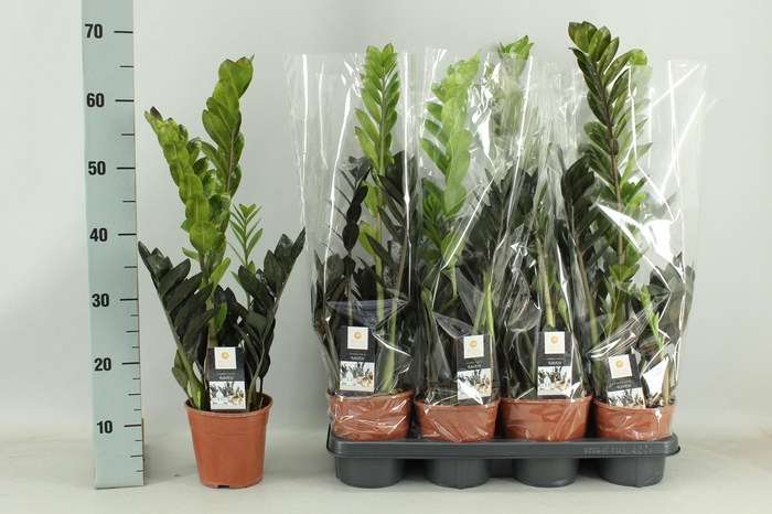 <h4>ZAMIO RAVEN</h4>