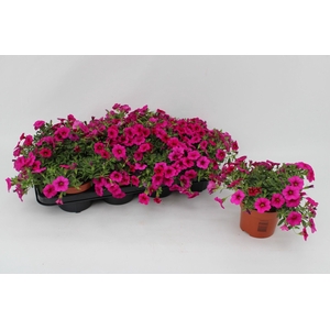 Calibrachoa Pink 13cm
