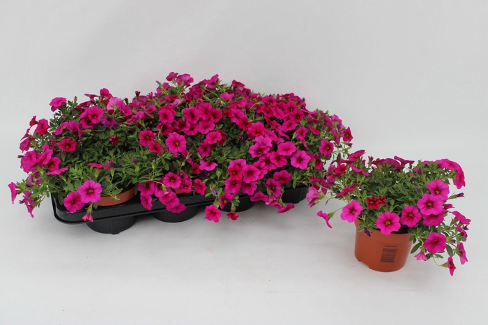 <h4>Calibrachoa Pink 13cm</h4>