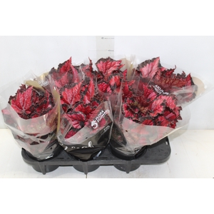 BEGONIA BELEAF INCA NIGHT P15 PO
