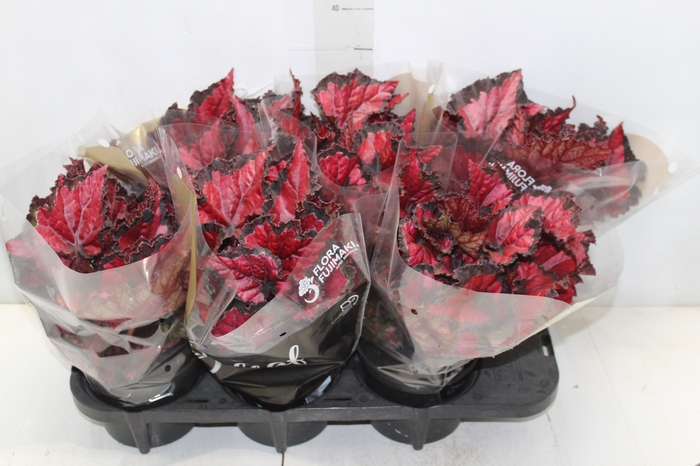 <h4>BEGONIA BELEAF INCA NIGHT P15 PO</h4>