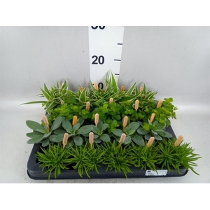 Planten  ..mix